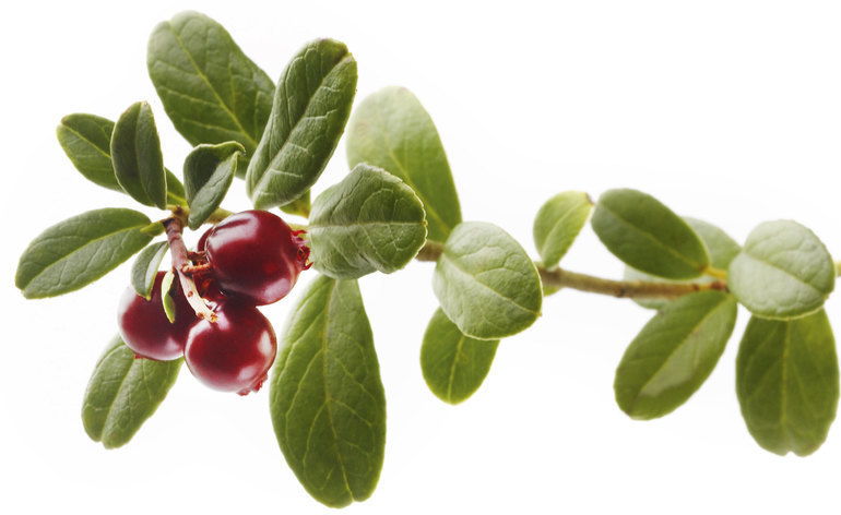 Positive effects of lingonberry juice